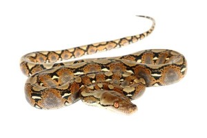 Malayopython (Python) reticulatus